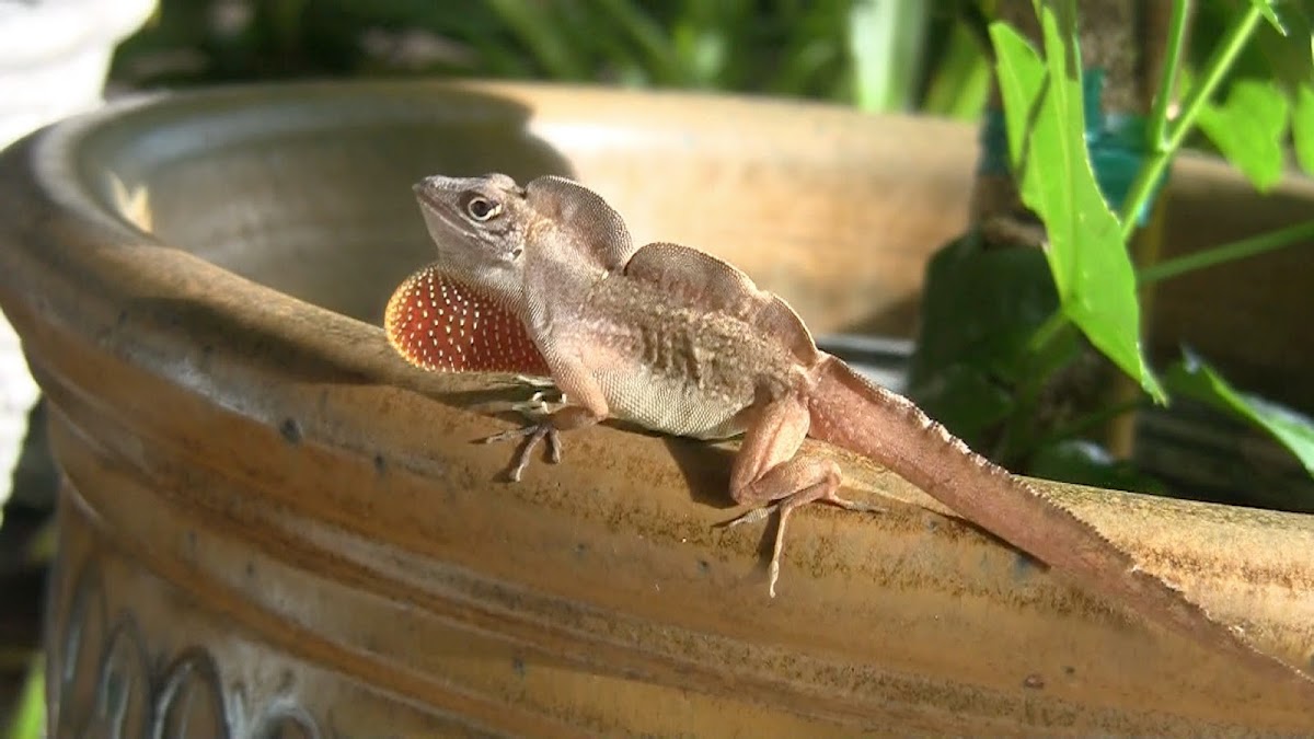 Brown Anole (male)