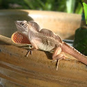 Brown Anole (male)