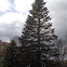 Blue spruce