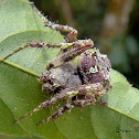 Lichen mimic spider