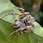 Lichen mimic spider