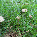 Mower's Mushroom