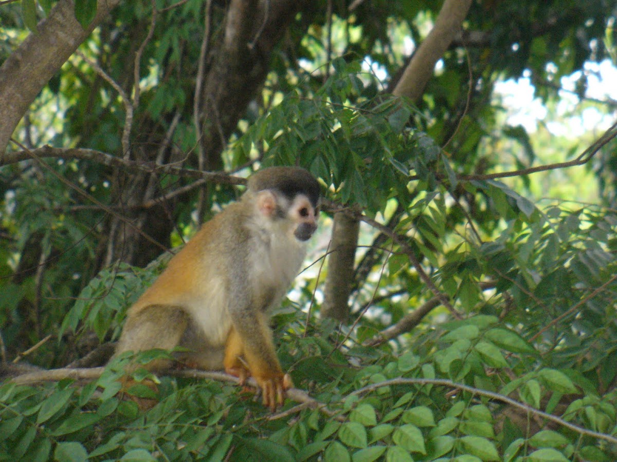 Central American Squirrel Monkey  