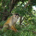 Central American Squirrel Monkey  