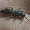 Tiphiid Wasp