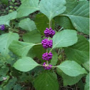Issia Beautyberry  