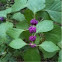 Issia Beautyberry  