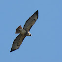 Red-tailed hawk