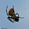 Tropical Orb Weaver Spider