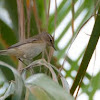 Chiffchaff