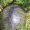 Florida Red-bellied Turtle