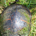 Florida Red-bellied Turtle