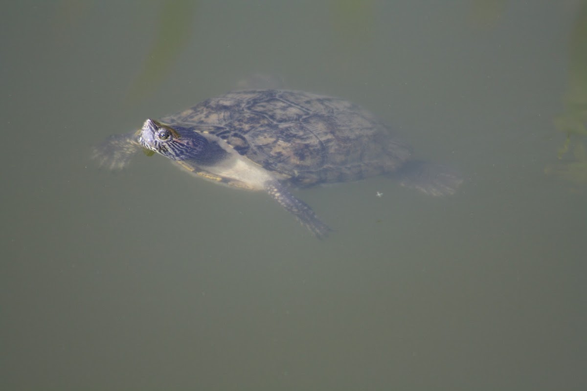 Balkan pond turtle
