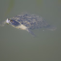 Balkan pond turtle