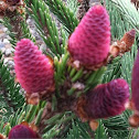 Norway Spruce