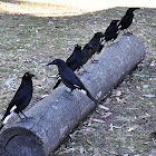 Pied Currawongs