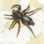 Eastern parson's spider