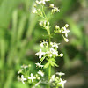 Smooth Bedstraw