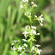 Smooth Bedstraw