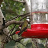 Broad-tailed hummingbird