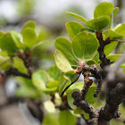 Redbud Crabapple 'Calocarpa'