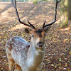 Chital stag