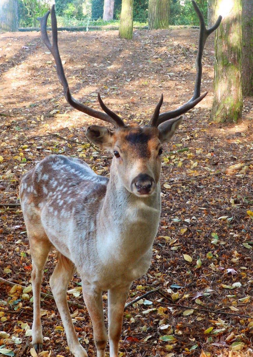 Chital stag