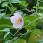 Salt Marsh Mallow