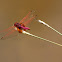 Crimson Marsh Glider