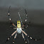 Wasp spider