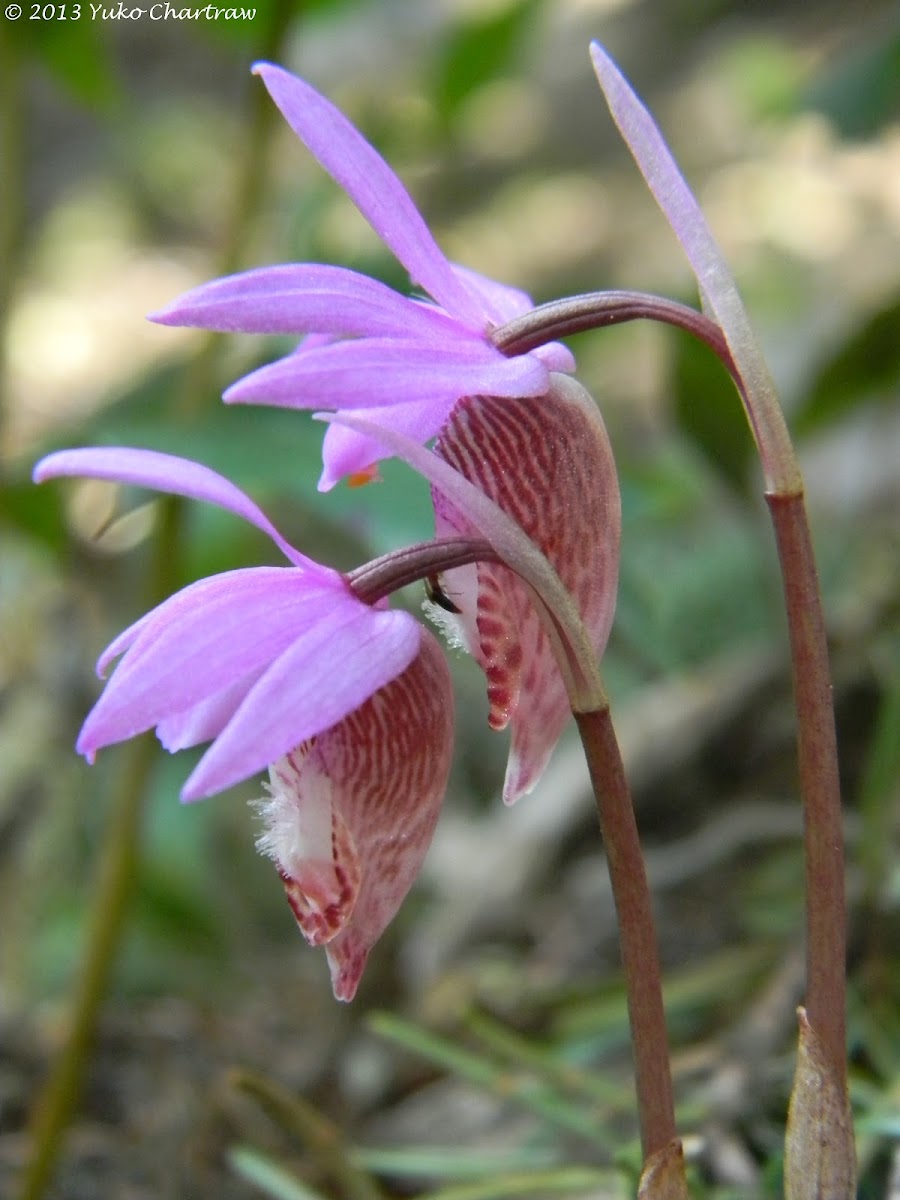 Fairy Slipper (Calypso Orchid)