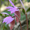 Fairy Slipper (Calypso Orchid)