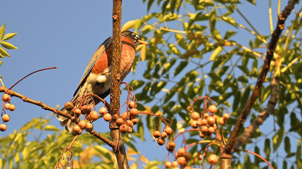 American Robin | Project Noah