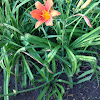 Tiger Daylily