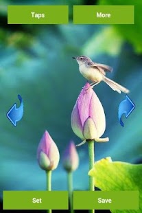 Lastest Lotus Flower Wallpapers APK