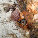 Cave web spider