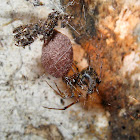 Cave web spider