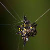 Northern Jewelled Spider