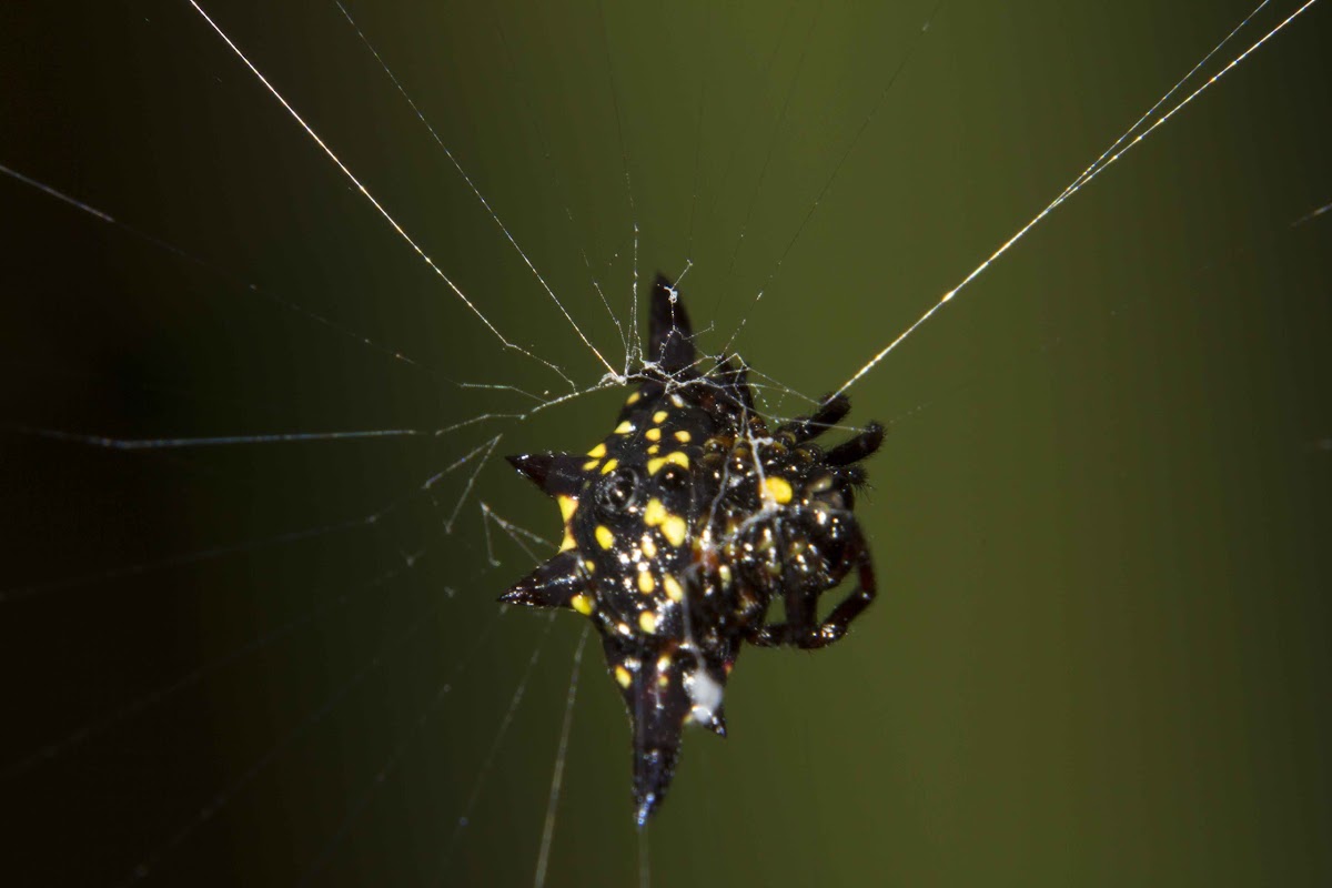 Northern Jewelled Spider