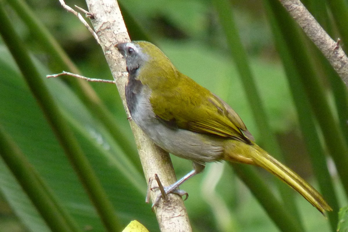 Buffthroated saltator Project Noah