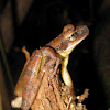 Flat-headed bromeliad treefrog