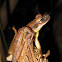 Flat-headed bromeliad treefrog