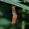Mating moths - need ID