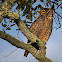 Great Horned Owl