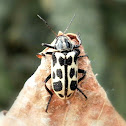 Spotted Maize Beetle.