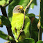 Plum headed parakeet-female