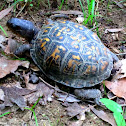 Eastern box turtle