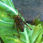 Eastern lubber grasshopper