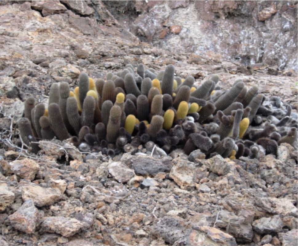 Cactus de la lava