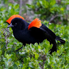 Red-winged Blackbird